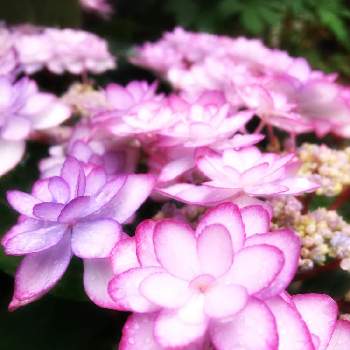 星形の画像 by モコママさん | エントランスとアジサイ ひな祭りと可愛い〜♡とピンク色の花と星形