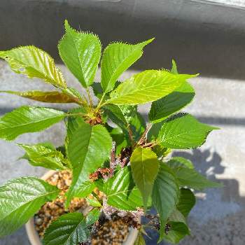 葉桜の投稿画像一覧 Greensnap グリーンスナップ