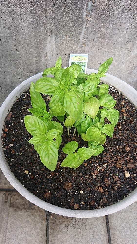 バジル プランター栽培 Greensnap グリーンスナップ バジル プランター栽培 Greensnap グリーンスナップ