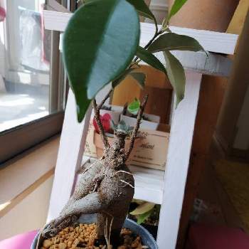 ダイソーの観葉植物を大きくしたいの投稿画像一覧 Greensnap グリーンスナップ