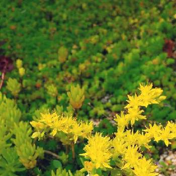 オウゴンホソバマンネングサの画像 by つゆさん | 小さな庭と黄金細葉万年草とセダム ゴールドビューティーとオウゴンホソバマンネングサと多肉植物と花壇と黄色とほったらかしとグランドカバー