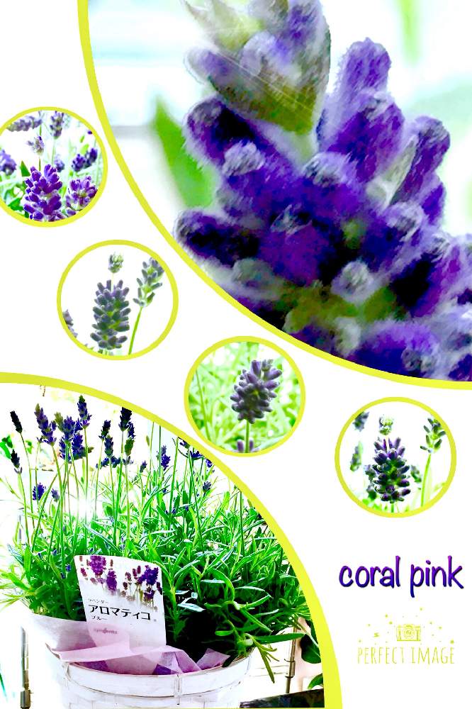 イングリッシュラベンダー アロマティコの投稿画像 By Coral Pinkさん いつもありがとう と鮮やか パープル 紫色と母の日プレゼントと優しい色合い と小花 と可愛い とみんな大好き とイングリッシュ ラベンダーと大切な宝ものとアロマの香り とアロマティコ
