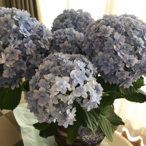 紫陽花 てまりてまり,テマリテマリ,母の日,母の日プレゼント,紫陽花が好き♡の画像