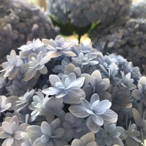 紫陽花 てまりてまり,テマリテマリ,母の日,母の日プレゼント,紫陽花が好き♡の画像