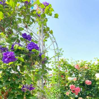 押切の画像 by さぁやさん | 小さな庭とピェール・ドゥ・ロンサールとクレマチス　ダッチェス・オブ・エジンバラと押切とクレマチス キリテカナワとルィーズオジェとばら バラ 薔薇と元気をもらうものとクレマチス♬とおうち園芸と花に魅せられてと花のある暮らしとクレマチス 鉢植えとバラとクレマチス