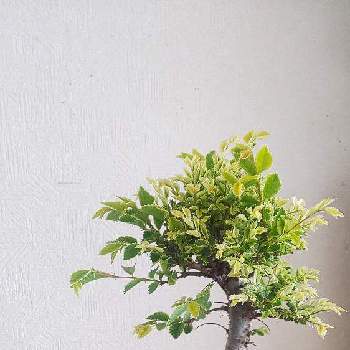 香丁木の画像 by あいさん | 香丁木と金芽八房欅（黄金葉）と小品盆栽とミニ盆栽