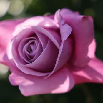 フェルゼン伯爵の画像 by quattroさん | ばら バラ 薔薇とcanonと春バラとコロナに負けるな！とフェルゼン伯爵とミラーレス一眼と2021 京成バラ園