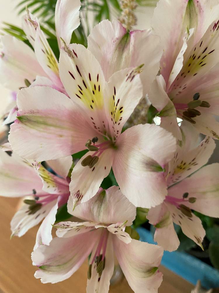 ピンクの花の投稿画像 By Ririさん 私の癒しとアルストロメリアの切り花とガーデニングと花のある暮らしとミニブーケと花が好きとやっぱり花が好き と アルストロメリア 21月5月9日 Greensnap グリーンスナップ