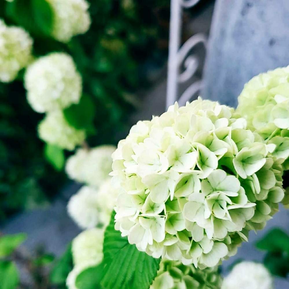 植物のある暮らしの投稿画像 By Saccyan 39さん お花に癒されるとかわいい と花の写真と綺麗と花写真と花のある暮らしと緑のある風景 21月5月9日 Greensnap グリーンスナップ