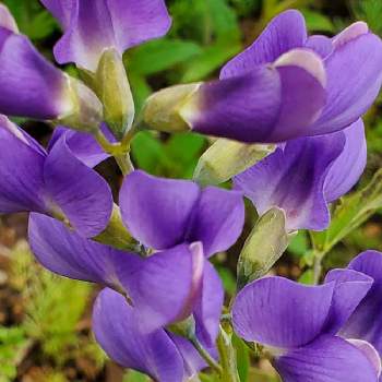 千代萩の投稿画像一覧 Greensnap グリーンスナップ