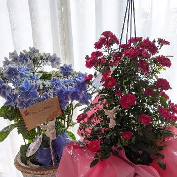 紫陽花 銀河の投稿画像一覧 Greensnap グリーンスナップ