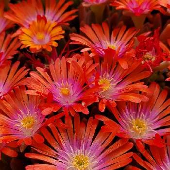 耐寒マツバギクの投稿画像一覧 Greensnap グリーンスナップ