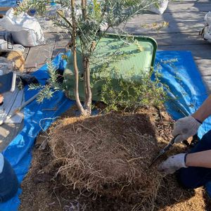 観葉植物,庭木,屋上ガーデン,花のある暮らし,グリーンのある暮らしの画像