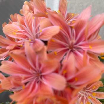 高山植物♡の画像 by 花うさぎさん | バルコニー/ベランダとレウィシアとかわいいと高山植物♡