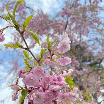 さむい～の画像 by とんちゃん。さん | お出かけ先と枝垂れ桜と長野とさむい～と蓼科と『2021桜』フォトコンテスト