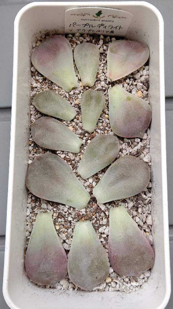 パープルディライト」の葉挿し🌱｜🍀GreenSnap（グリーンスナップ）