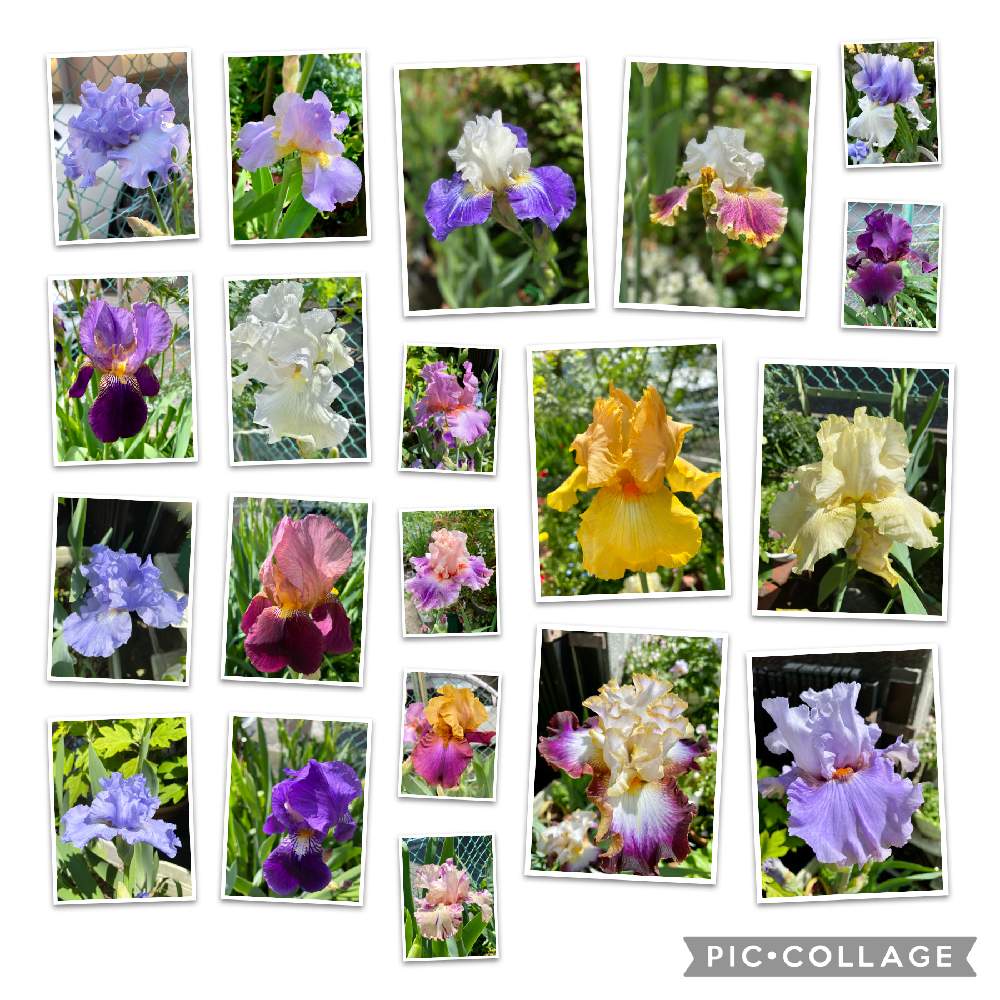 ジャーマンアイリスの投稿画像 By Lyraさん ドイツアヤメと虹色の花と豪華と愛らしいと華やかとおうち園芸と美しいと綺麗と鮮やか と爽やかと艶やかと可愛いと小さな庭と虹色の花と豪華と愛らしいと華やかとおうち園芸と美しいと綺麗と鮮やか と爽やかと艶やかと可愛い