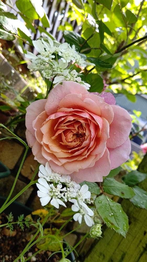 小さな庭の画像 by M4さん | 小さな庭とオルレアとバラ みやびと家の前と挿し木とおうち園芸と可愛いと花びらと花のある暮らしと木蔭と薔薇の花