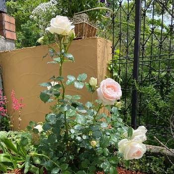 初めてのバラの画像 by akoさん | 小さな庭とピエールドゥロンサールと初めてのバラとこれからもよろしく♡とガーデニング初心者