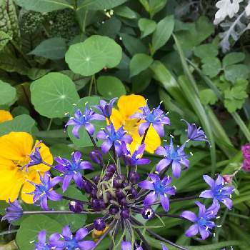 シラー❇︎の画像 by オードリーさん | 小さな庭と球根植物とシラー❇︎と青いお花とベルビアナブルー