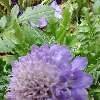 マツムシソウ科の画像 by hiroさん | 小さな庭と医療関係者に感謝とJuneの会と ピンクッションとスカビオサの花とコロナに負けるな‼️とピンクッション好みと青い花が好きとマツムシソウ科