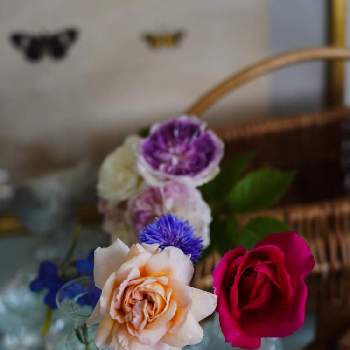 バラ　アブラハム・ダービー(ER)の画像 by 黒兎さん | インテリアとデルフィニウムとつるバラ パレードと矢車菊とバラ アブラハム・ダービーとバラ ブルームーンストーンと開花とばら バラ 薔薇と春のリビングフラワーフォトコンと矢車菊。と庭の花と薔薇パレードとバラ　アブラハム・ダービー(ER)と デルフィニウムとイングリッシュ・ローズと開花中♡と薔薇♪