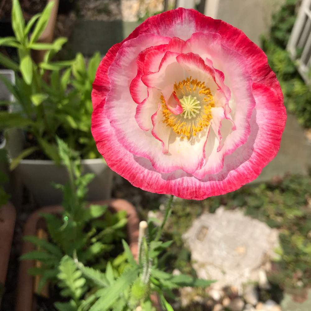 ヒナゲシの投稿画像 By Oriさん お気に入りの鉢と植物 21と虞美人草とポピーと小さな庭とお気に入りの鉢と植物 21 21月5月9日 Greensnap グリーンスナップ Greensnap グリーンスナップ