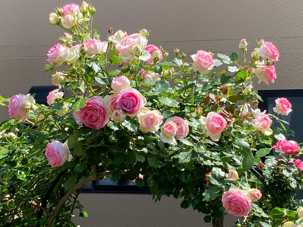の画像 by @Rose&greenさん | レオナルドダヴィンチ♪とバラ　つるバラとキャットミント ウォーカーズローとコルジリネ♪とジギタリス♪とピエールドロンサール♪と宿根草花壇とガーデニング