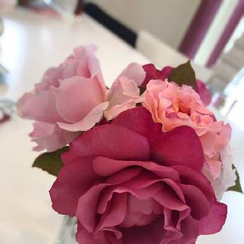 アウグスタ ルイーゼの画像 by ももじるさん | 部屋とバラ・ラマリエとバラ アウグスタ ルイーゼとヴィウーローズとピンク ぴんく Pinkとばら バラ 薔薇と春のリビングフラワーフォトコンと一目惚れとおうち園芸と香りの良いバラとフラワーアレンジメントとガーデニングとフリル咲きとバラ・ミニバラとニュアンスカラーとバラを楽しむと切り花とラマリエとアウグスタ ルイーゼとヴィウー・ローズ