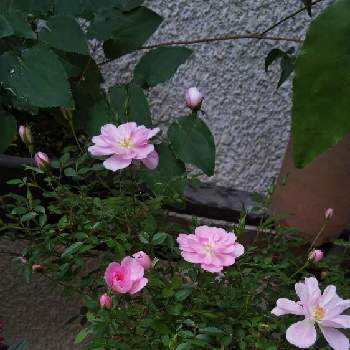 極姫薔薇の画像 by kasumiさん | 小さな庭とミニバラと薔薇と極姫薔薇と極姫薔薇　姫乙女と山野草大好きと山野草とおうち園芸と美しいと鉢植えと小さい花と花のある暮らしとかわいいとかわいいな♡