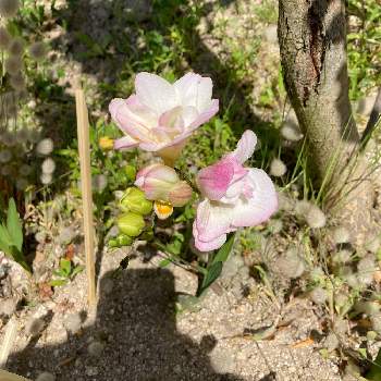 フリージアの育て方 球根の管理方法や植え方 増やし方は Greensnap グリーンスナップ