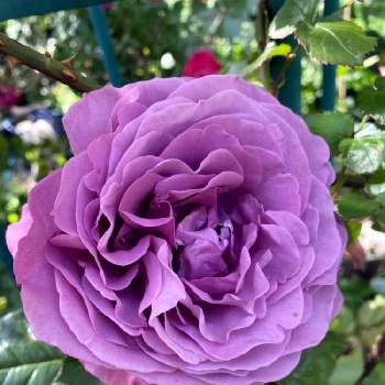 つるバラの庭の画像 by Rosy Cream @Rosesさん | バラの庭とつるバラの庭と薔薇に魅せられてとパープルのバラとつるバラと河内長野市とおうち園芸とバラに埋もれると大阪府とバラ栽培とバラ好きと薔薇たちと関西と花のある暮らしとバラのアレンジメントと我が家のバラとロザリアンと紫色のバラとバラのおもてなし