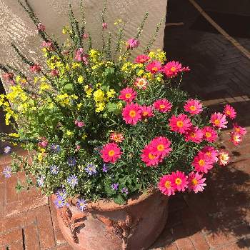 イクスピアリの投稿画像一覧 Greensnap グリーンスナップ