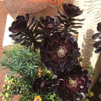 イクスピアリの投稿画像一覧 Greensnap グリーンスナップ