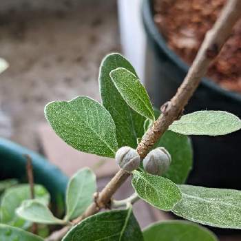 フェイジョア アポロの投稿画像一覧 Greensnap グリーンスナップ