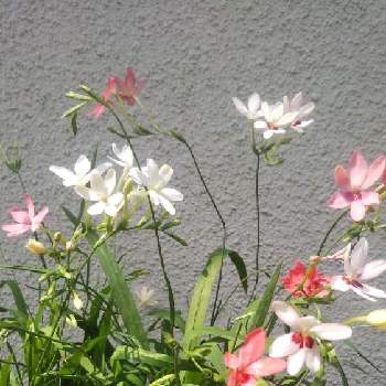 姫ひおうぎの画像 by ピーチさん | 小さな庭と姫ひおうぎと花のある暮らし