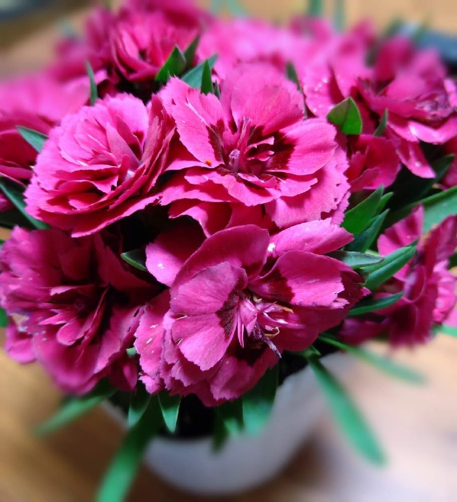 カーネーション オスカーの投稿画像 By ミネさん バルコニー ベランダと母の日と花のある暮らしと母の日と花のある暮らし 21月5月9日 Greensnap グリーンスナップ Greensnap グリーンスナップ