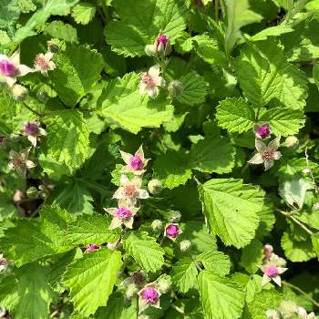 野いちごの投稿画像一覧 Greensnap グリーンスナップ