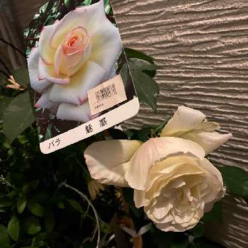 玄関×ガーデニングの画像 by ユウコさん | エントランスとバラ　魅惑と素敵な香りと匂いフェチと玄関×ガーデニング