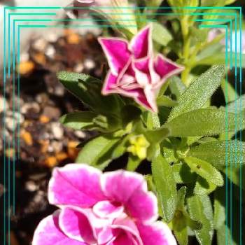 ダブルピンクリップルの画像 by レモンさん | 小さな庭と♡スーパーベルとピンクの花とおうち園芸といやし♡とダブルピンクリップル