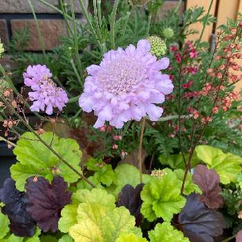 スカビオサ ピンクレースの投稿画像一覧 Greensnap グリーンスナップ