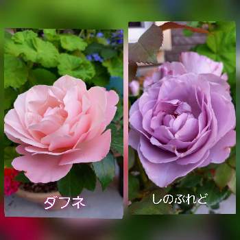 薔薇が大好きの画像 by フランさん | アプローチとピンクの薔薇と綺麗な薔薇と可愛いお花と薔薇が大好きとおうち園芸と可愛い薔薇とガーデニングと紫色の薔薇と薔薇大好きと母の日とバラ・しのぶれどと薔薇  ダフネ
