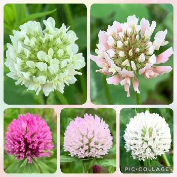 モモイロツメクサの投稿画像一覧 Greensnap グリーンスナップ