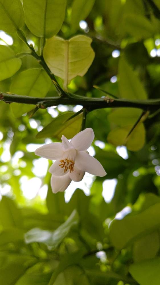 グレープフルーツの花 Greensnap グリーンスナップ