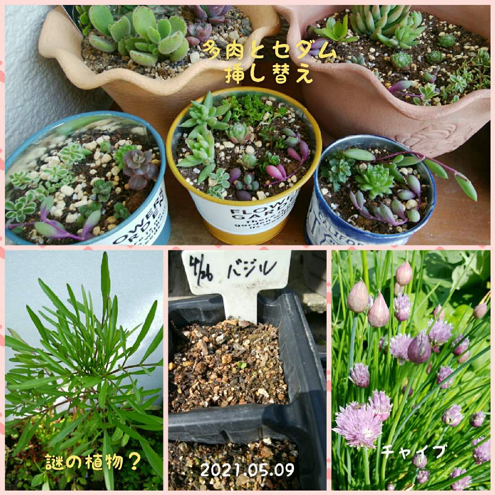 ハーブの投稿画像 By いすうさん 種から育てると畑ガーデン 21月5月9日 Greensnap グリーンスナップ