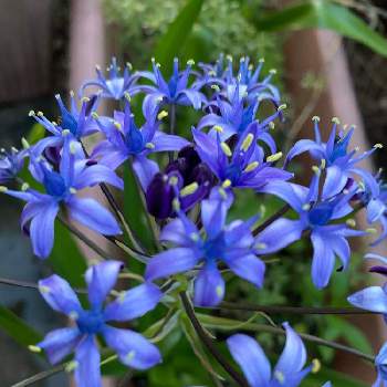 シラー・ぺルビアナの画像 by レースフラワー38さん | アプローチとシラー・ぺルビアナと鉢植えと紫の花と花のある暮らしとシラーペルビアナの花と青い花