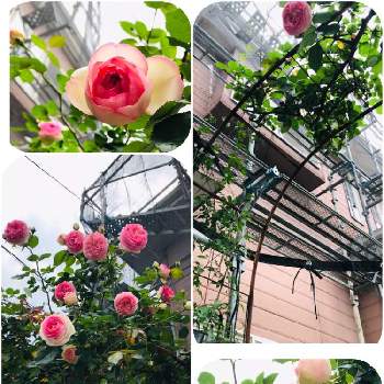 今年もありがとう♡の画像 by 花華さん | 小さな庭とピエール ドゥ ロンサールと北側玄関と大好きな薔薇♡と今年もありがとう♡と薔薇アーチと♡ 綺麗 ♡と可愛い〜♡