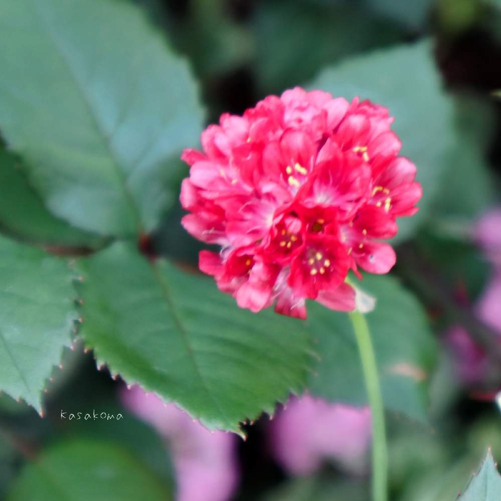 アルメリアの投稿画像 By Kasakomaさん 花壇と花のある暮らしと植中毒と宿根草 21月5月10日 Greensnap グリーンスナップ