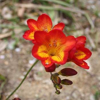 フリージアの育て方 球根の管理方法や植え方 増やし方は Greensnap グリーンスナップ