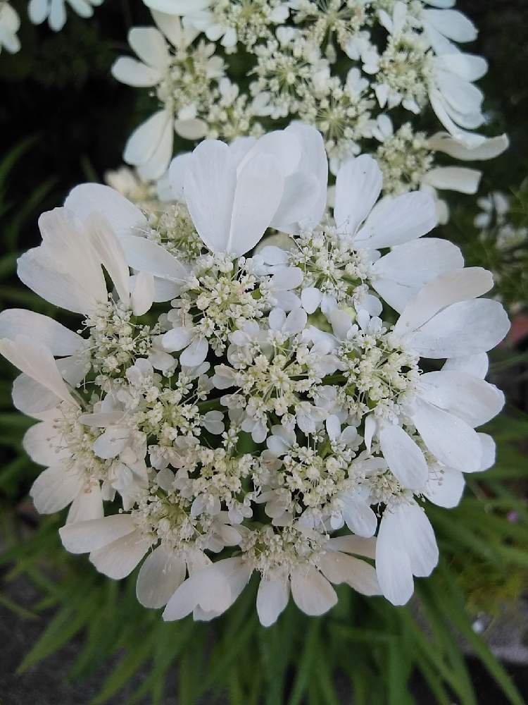 オルレアの種から 開花まで成長の記録 Greensnap グリーンスナップ